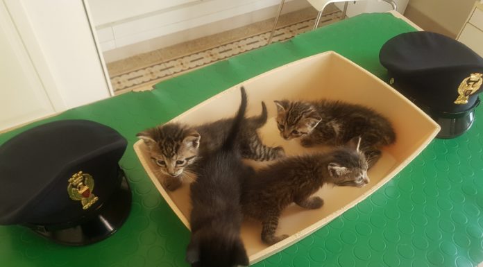 UNA CUCCIOLATA DI GATTINI E UNA TARTARUGA MESSI IN SALVO DALLA POLIZIA STRADALE