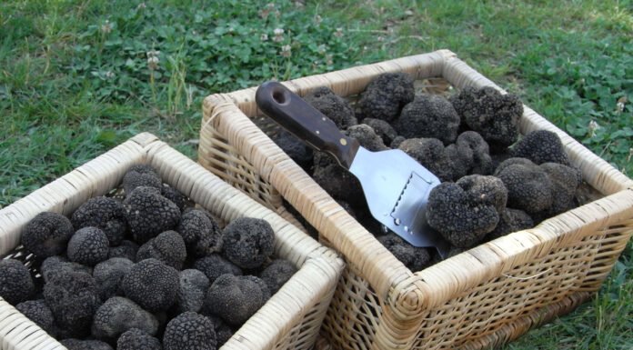 MONTEFIORINO, RIPARTE LA MOSTRA MERCATO DEL TARTUFO