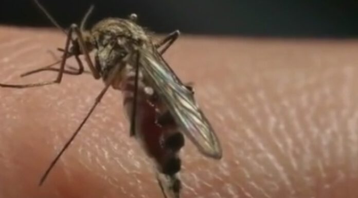 LOTTA ALLA ZANZARA: “NON VEICOLANO COVID, MA PROTEGGIAMOCI”