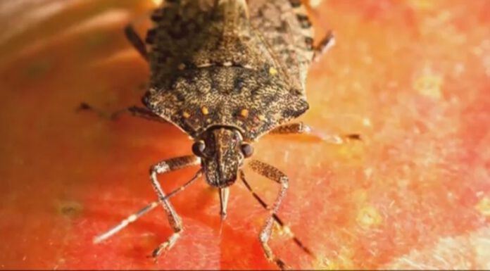 CIMICE ASIATICA, ACCOLTA LA RICHIESTA DI STATO DI CALAMITA’