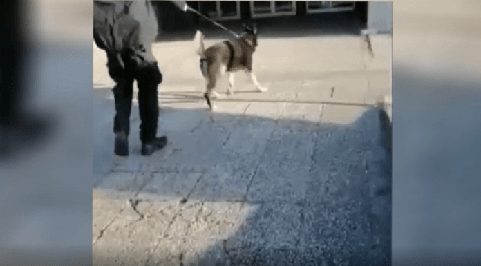 DROGA A SCUOLA, CONTROLLI CON I CANI IN DUE ISTITUTI DI CARPI