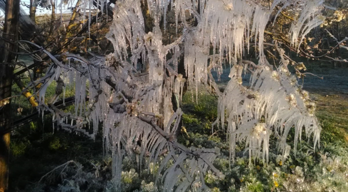 COLDIRETTI: GELO IMPROVVISO FA STRAGE DI FRUTTA