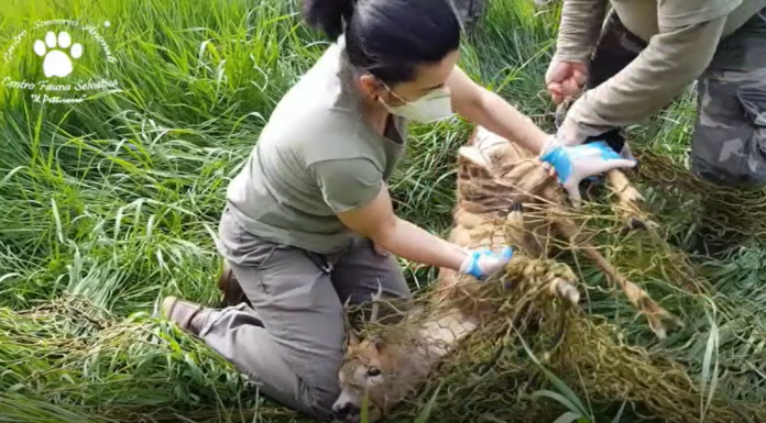 IL PETTIROSSO, CAPRIOLO SELVATICO SALVATO A CARPI
