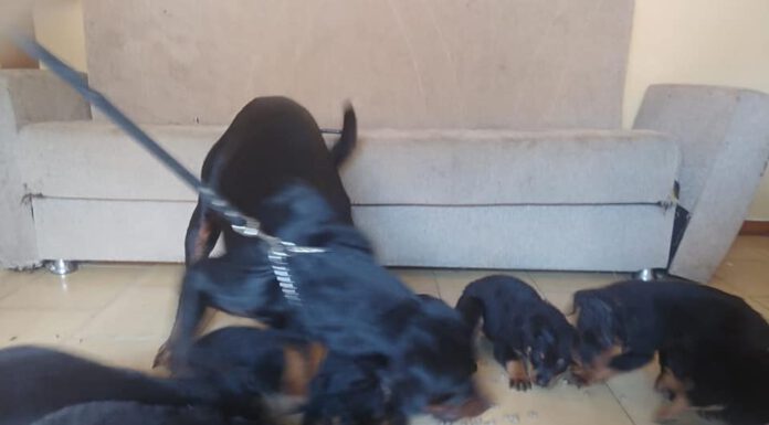 OIPA MODENA, SEQUESTRATI 10 ROTTWEILER CHIUSI IN APPARTAMENTO