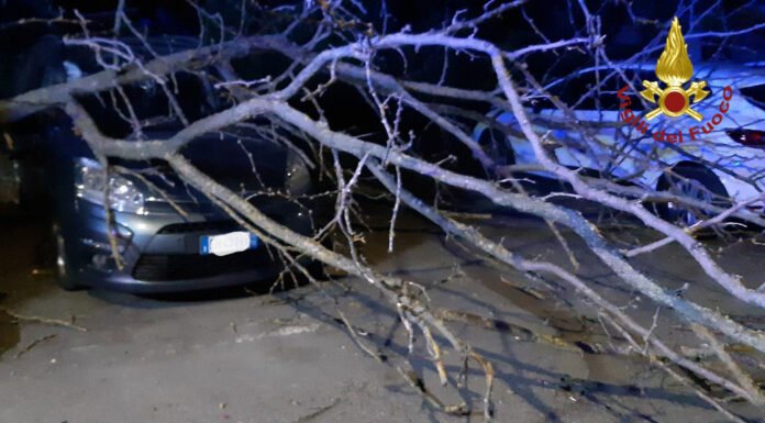 CASTELFRANCO, UN ALBERO CADE E DISTRUGGE DUE AUTO IN SOSTA