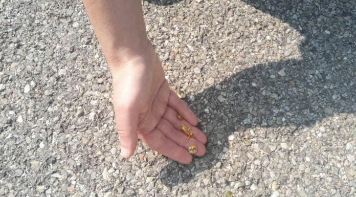 PUNTE GETTATE SULLA STRADA: INTERVIENE LA POLIZIA LOCALE