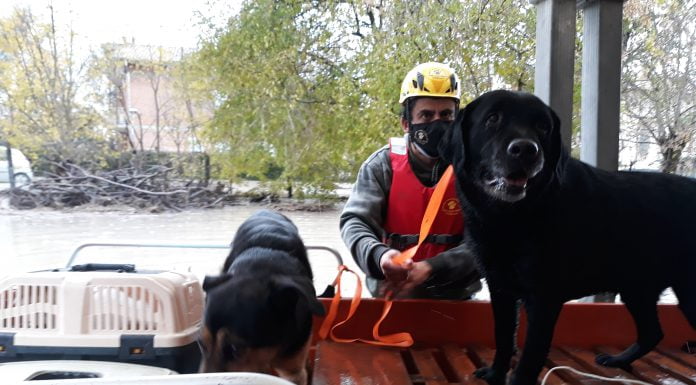 CENTRO FAUNA IL PETTIROSSO IN PRIMA LINEA NELL’EMERGENZA (Il video)