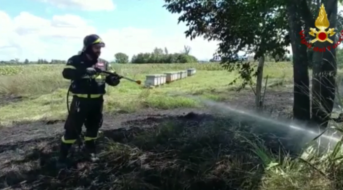FIAMME NEI CAMPI: VIGILI DEL FUOCO SALVANO 26 ARNIE DI API