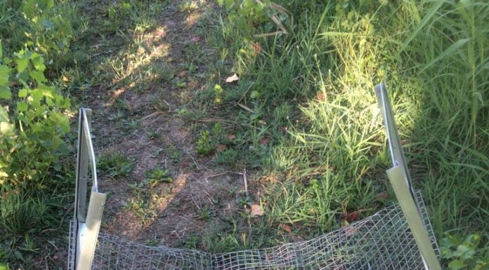 CATTURA NUTRIE, DANNEGGIATE LE GABBIE. GAMBARINI: “REATI GRAVI”