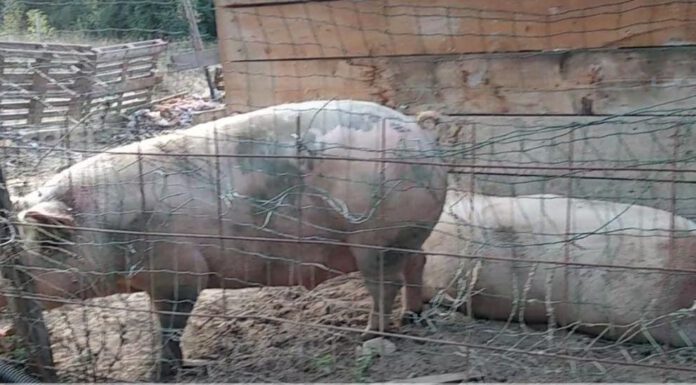 POLINAGO, ANIMALI D’AFFEZIONE E DA REDDITO SENZA CIBO E ACQUA PER GIORNI