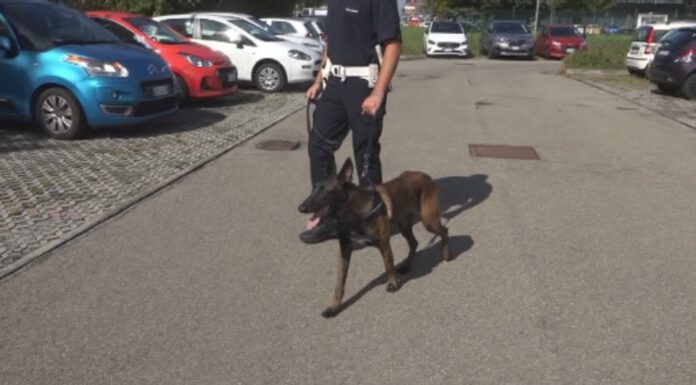 PIT IN AZIONE, IL CANE ANTI-DROGA DELLA MUNICIPALE FA ARRESTARE UNO SPACCIATORE