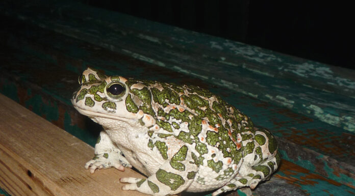 ROSPO SMERALDINO A RISCHIO: IN DUE PARCHI MODENESI INTERVENTI PER LA SUA TUTELA