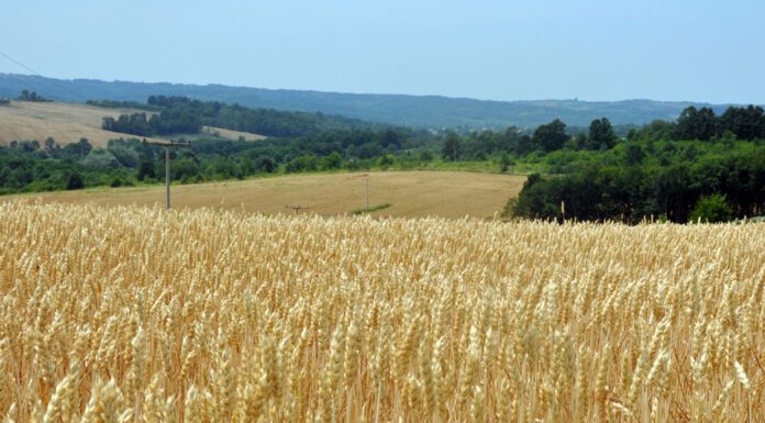 PREZZO CEREALI: MAIS A LIVELLI MAI VISTI. A RISCHIO CARNE E LATTE