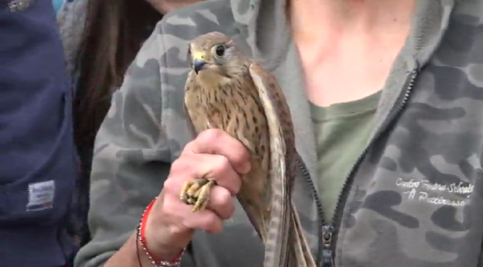 CENTRO PETTIROSSO: LIBERATI DECINE DI UCCELLINI, RAPACI E RICCI. AD ASSISTERE TANTI BAMBINI