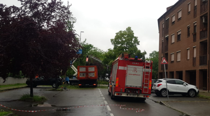 ALBERO CADUTO, ORE DI LAVORO PER RIMUOVERE LA PIANTA DA VIA CIMONE