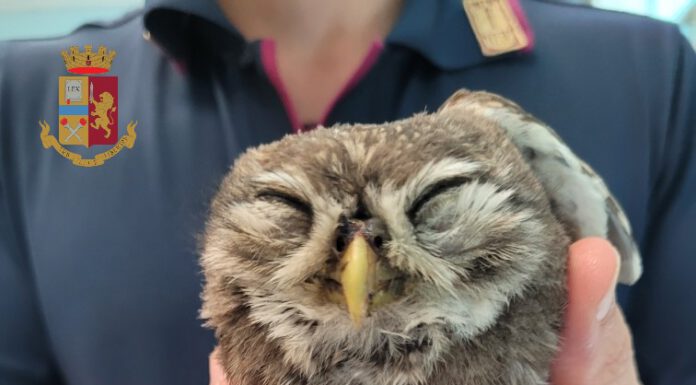 CIVETTA FERITA IN AUTOSTRADA: LA POLIZIA LA RECUPERA E L’AFFIDA AL PETTIROSSO
