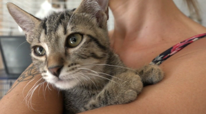 MICINI CERCANO CASA, L’APPELLO DEL GATTILE: “VENITE AD ADOTTARLI”