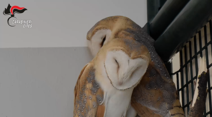 BARBAGIANNI SFRUTTATI: GLI ESEMPLARI IN SALVO A MODENA