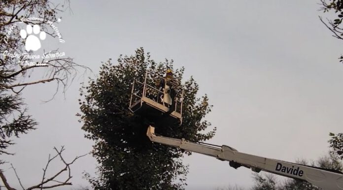 SOS CICOGNE, CENTRO PETTIROSSO IN AZIONE PER RIPRISTINARE UN NIDO