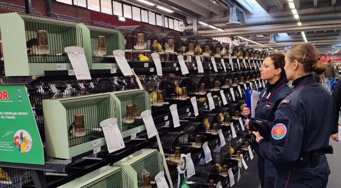 FIERA ORNITOLOGICA, CONTROLLI DEI CARABINIERI: 13 SEQUESTRI