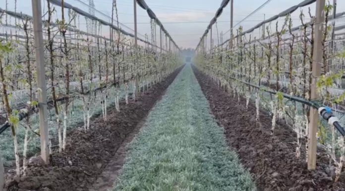 GELATE NOTTURNE: E’ ALLARME PER LE COLTIVAZIONI GIA’ IN FIORE