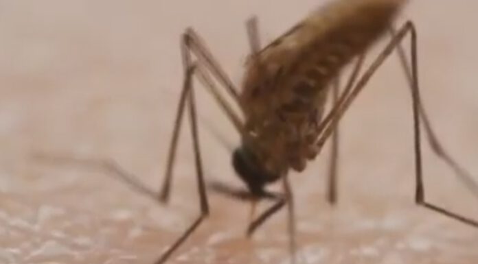RISCHIO WEST NILE, TRATTAMENTI DISINFESTANTI NELLE AREE VERDI DI EVENTI SERALI