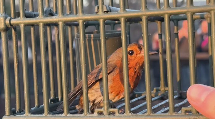 CENTRO IL PETTIROSSO, LIBERATI CON I BIMBI TANTISSIMI UCCELLINI