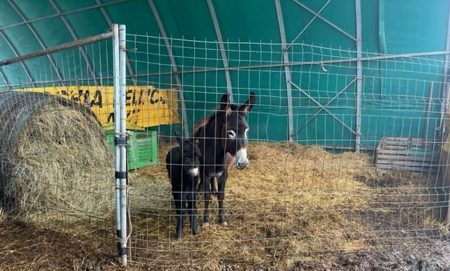 SAN POSSIDONIO, AZIENDA FALLISCE, 57 ASINELLI ALL’ASTA. L’IRA DI OIPA