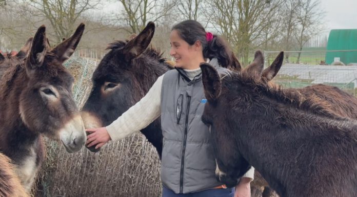 SALVIAMO GLI ASINELLI, SUCCESSO PER LA RACCOLTA FONDI DEGLI ANIMALISTI