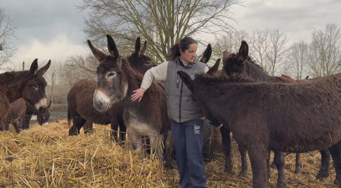 LA RACCOLTA FONDI, ECCO COME CONTRIBUIRE PER SALVARE GLI ASINELLI DI SAN POSSIDONIO
