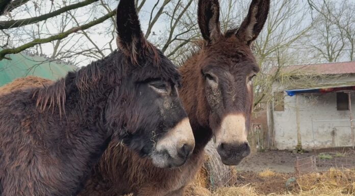 SAN POSSIDONIO, L’INIZIO DI UNA NUOVA VITA PER TUTTI GLI ASINELLI