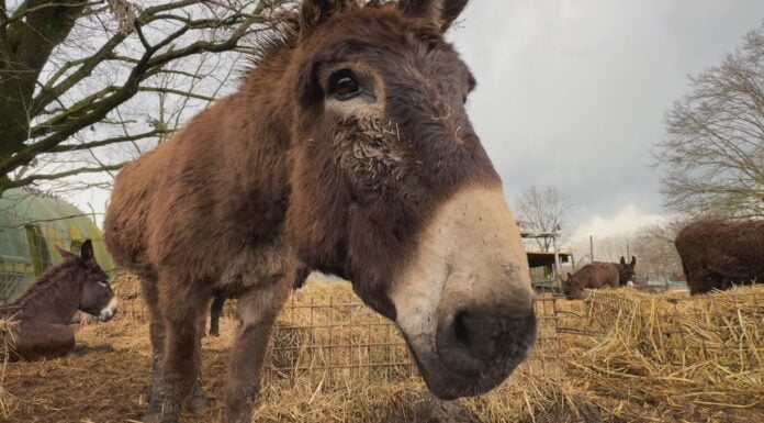 ASINELLI SANI E SALVI, ADDIO “MACELLO”: GLI ANIMALISTI SI AGGIUDICANO L’ASTA