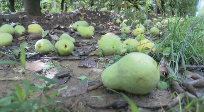 GELATE NOTTURNE, L’INCUBO DEGLI AGRICOLTORI DOPO L’ONDATA DI MALTEMPO