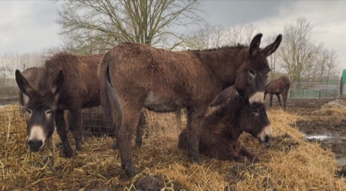 SAN POSSIDONIO, NON C’È PACE PER GLI ASINELLI FINITI ALL’ASTA