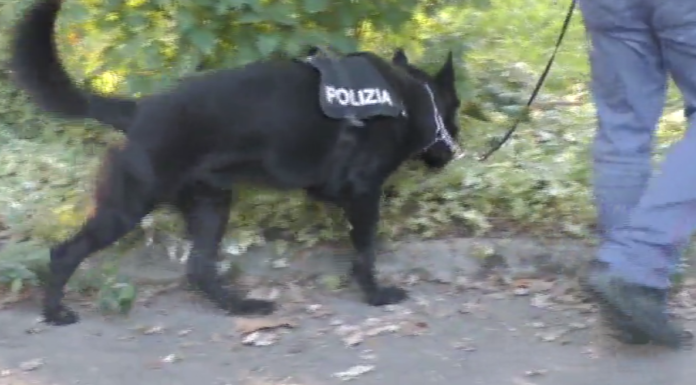 CARPI, IL CANE ANTIDROGA JAGO FIUTA 72 GRAMMI DI DROGA IN DUE ESERCIZI COMMERCIALI
