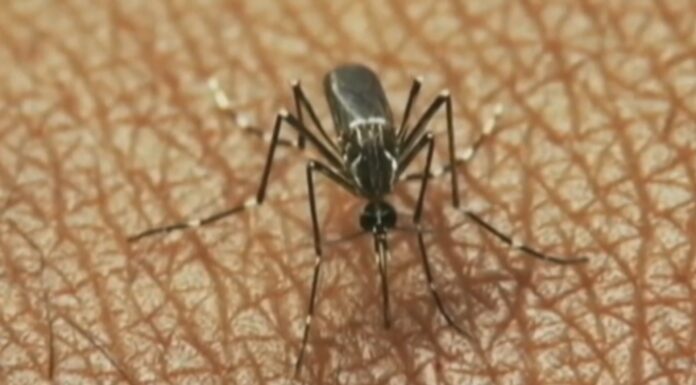 WEST NILE, SECONDO DECESSO IN PROVINCIA: MORTO UN 67ENNE