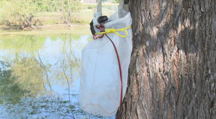 LOTTA ALLA WEST NILE: POSIZIONATE 12 TRAPPOLE PER IL CONTROLLO DELLE ZANZARE