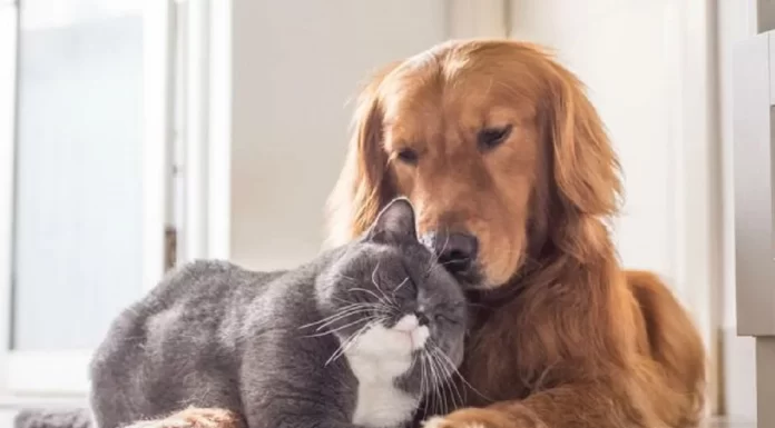 ANIMALI IN VIAGGIO, REGOLE DA SAPERE PRIMA DI PARTIRE CON LORO