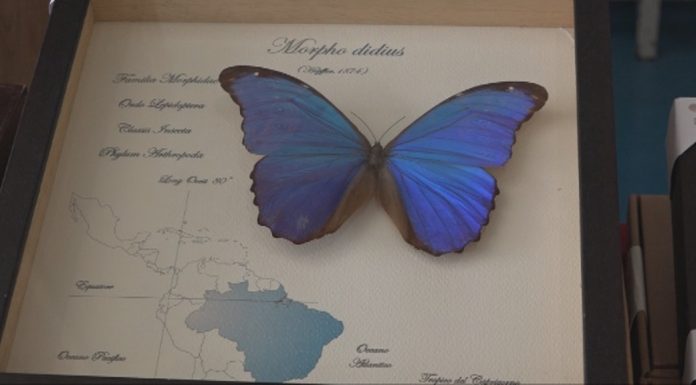 ENTOMODENA, ESPLORANDO LA MERAVIGLIA DELLA BIODIVERSITA’