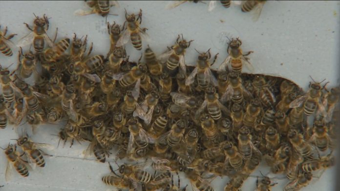 GIORNATA API 200525_C