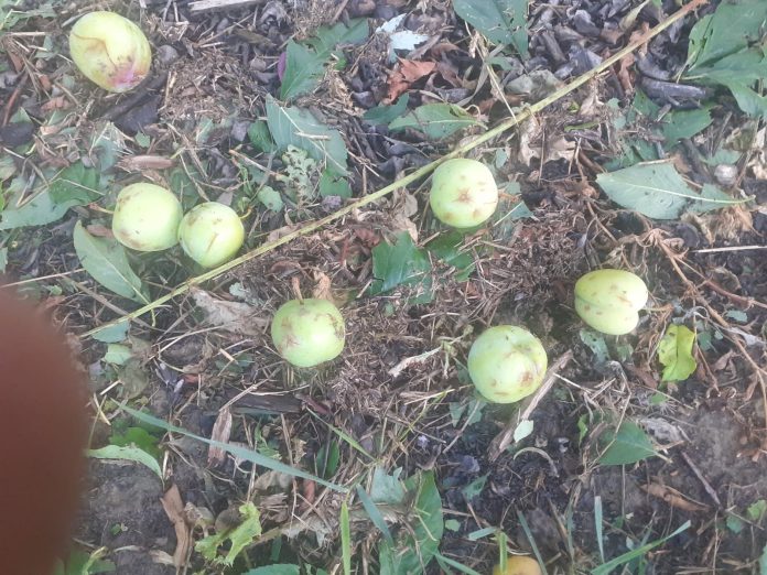 frutta danneggiata grandine (3)