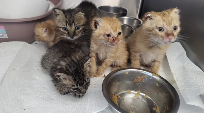 SALVATAGGIO OIPA, 5 GATTINI TROVATI CON LE ORECCHIE MUTILATE