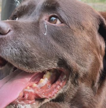 CINQUE CANI SALVATI DA CONDIZIONI IGIENICHE CRITICHE: DENUNCIATA LA PROPRIETARIA