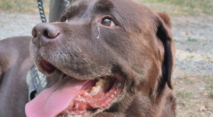 CINQUE CANI SALVATI DA CONDIZIONI IGIENICHE CRITICHE: DENUNCIATA LA PROPRIETARIA