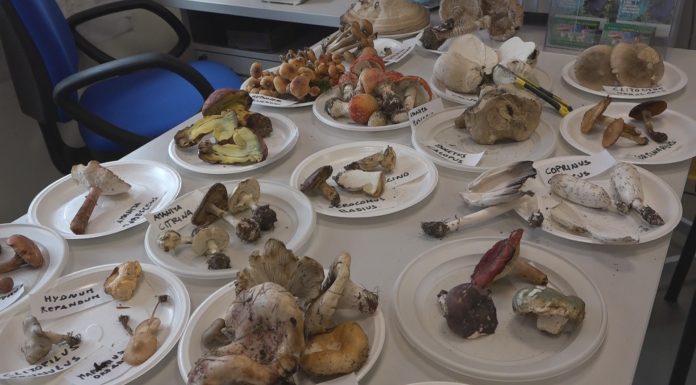 STAGIONE DEI FUNGHI, OCCHIO AL FAI DA TE. IL CONTROLLO È GRATUITO
