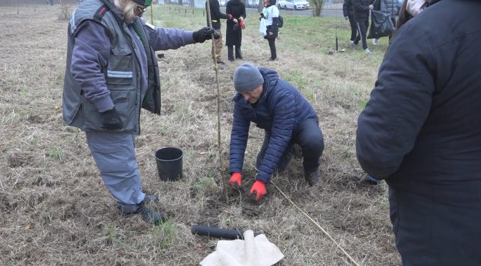 FESTA DELL’ALBERO, 375 NUOVI ALBERI IN CITTÀ E AL POLO SCOLASTICO