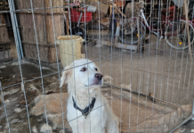 SOLIERA, CANE MALTRATTATO: DENUNCIATO IL PROPRIETARIO