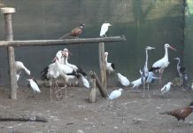 BOTTI DI CAPODANNO, L’APPELLO PER TUTELARE GLI ANIMALI SELVATICI