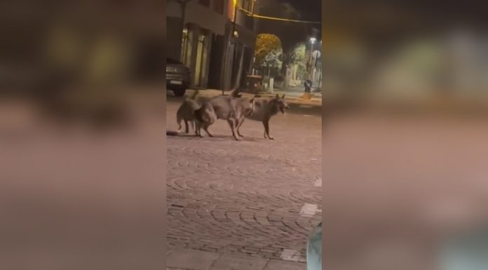 AVVISTAMENTI LUPI, IL PETTIROSSO: “PRESENZA NORMALE, NIENTE ALLARMISMI”