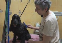 PET ECONOMY, CRESCE L’ATTENZIONE E LA SPESA PER GLI ANIMALI D’AFFEZIONE